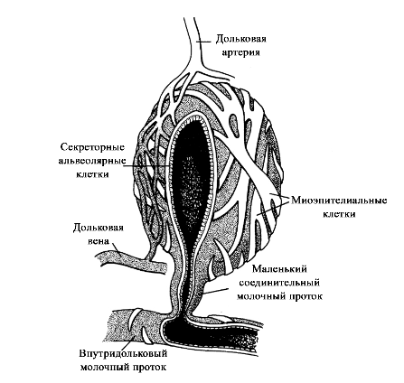 Структура альвеолы молочной железы